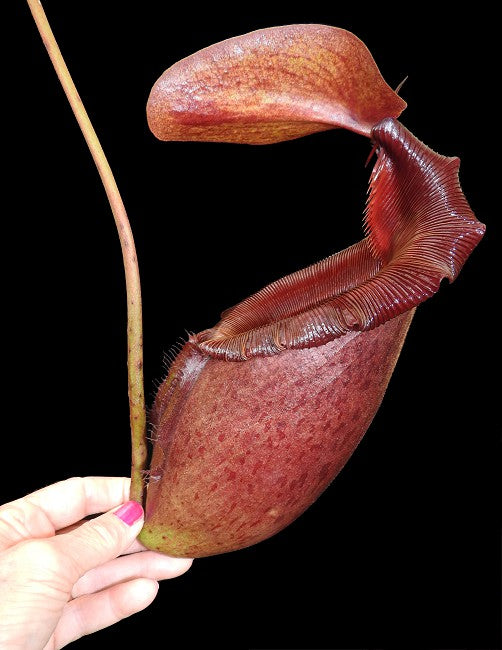 Nepenthes rajah x mira