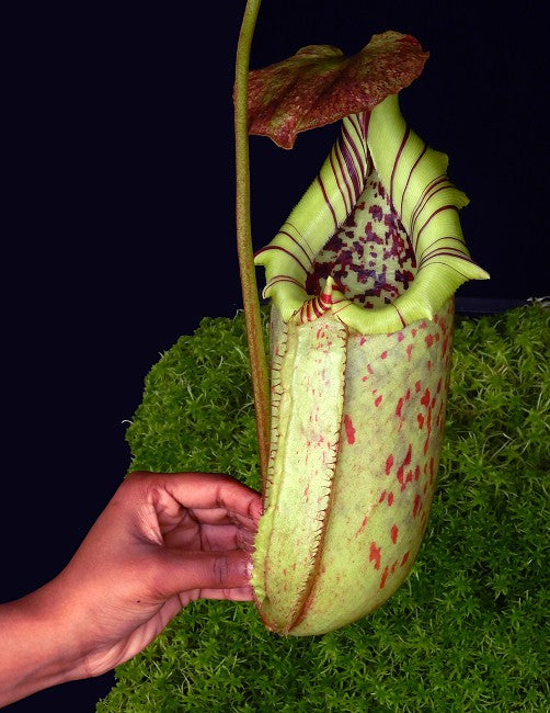 Nepenthes burbidgeae x robcantleyi