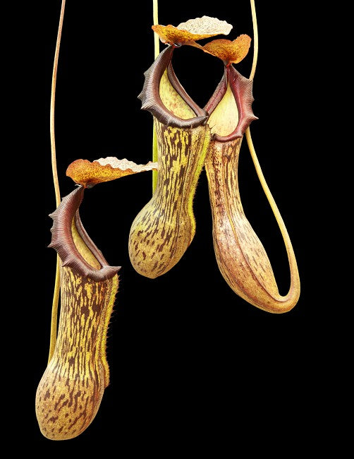 Nepenthes boschiana Gng Sakumpang’ – assorted clones