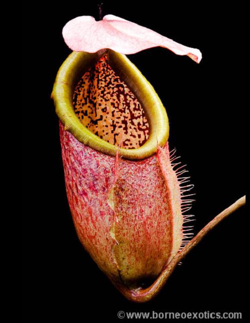 Nepenthes merrilliana