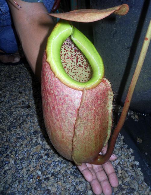 Nepenthes merrilliana