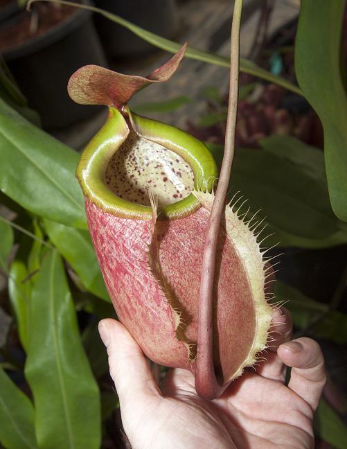 Nepenthes merrilliana