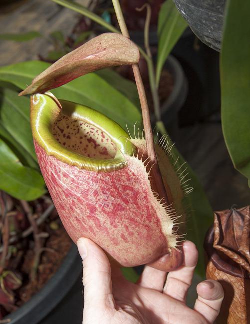 Nepenthes merrilliana