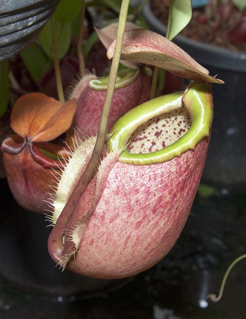 Nepenthes merrilliana