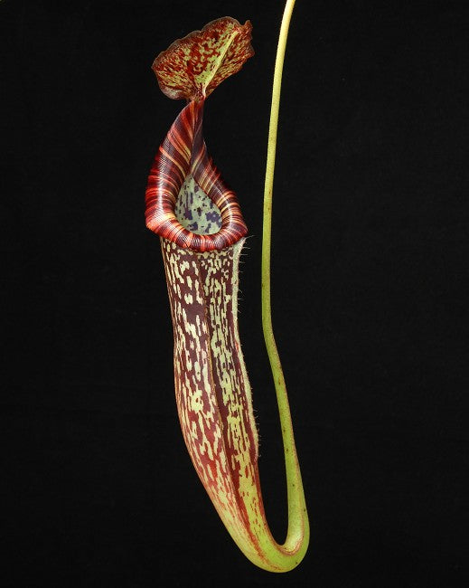 Nepenthes maxima x vogeli