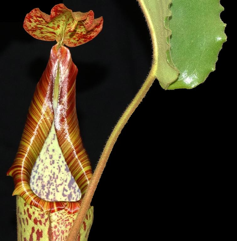 Nepenthes maxima