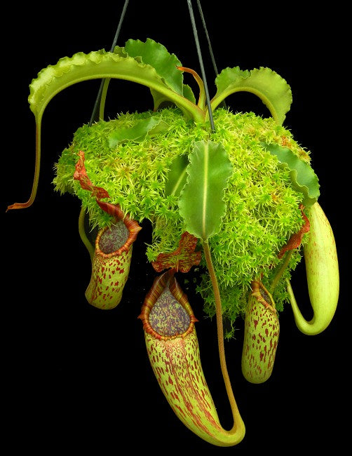 Nepenthes maxima