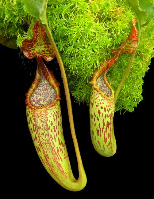 Nepenthes maxima