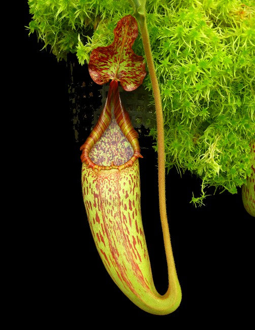 Nepenthes maxima