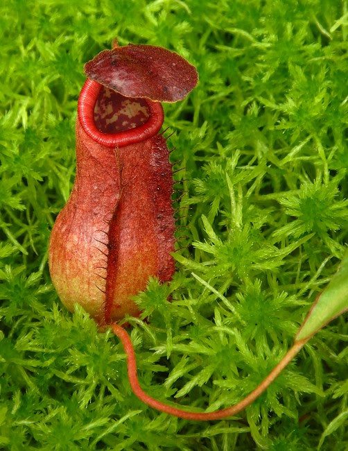 Nepenthes bokorensis clone #1