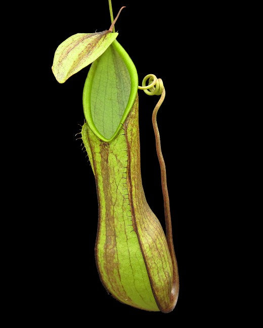 Nepenthes tentaculata