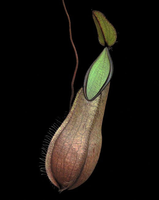 Nepenthes tentaculata