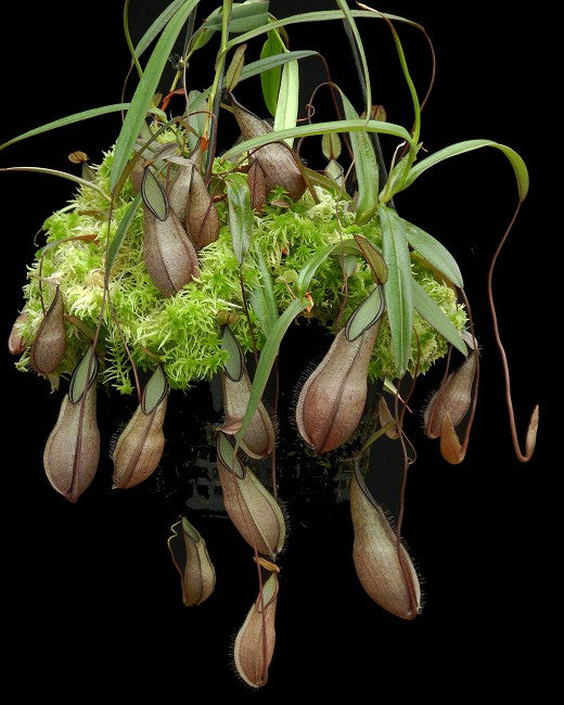 Nepenthes tentaculata