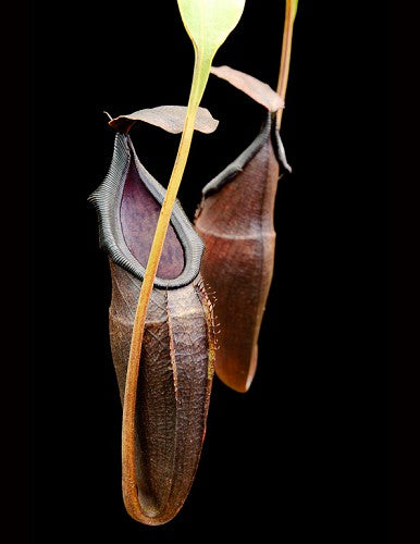 Nepenthes inermis x bongso