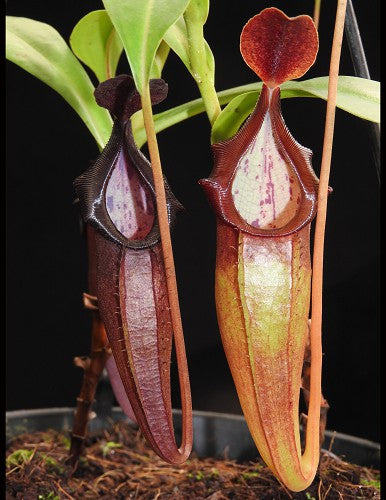 Nepenthes inermis x bongso