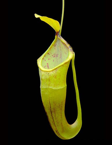 Nepenthes inermis x bongso