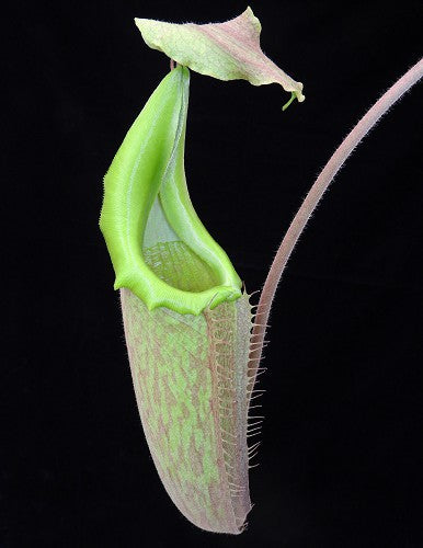 Nepenthes maxima
