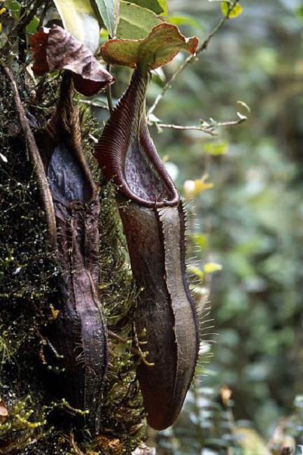 Nepenthes izumiae