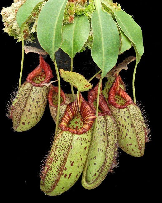 Nepenthes robcantleyi x (aristolochioides x spectabilis)