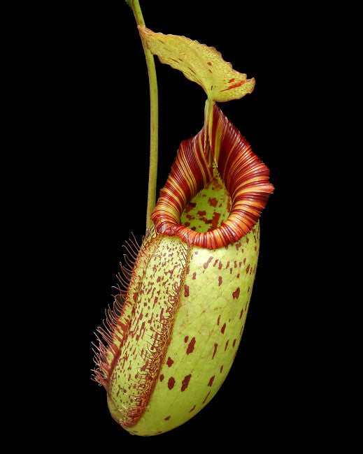 Nepenthes robcantleyi x (aristolochioides x spectabilis)