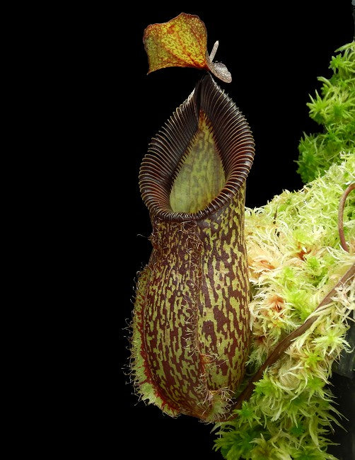 Nepenthes talangensis x hamata