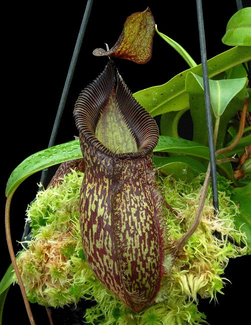 Nepenthes talangensis x hamata