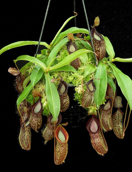 Nepenthes talangensis x hamata