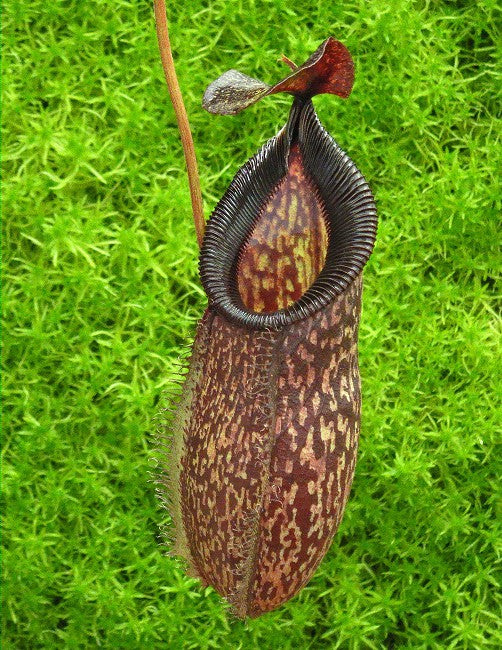 Nepenthes talangensis x hamata