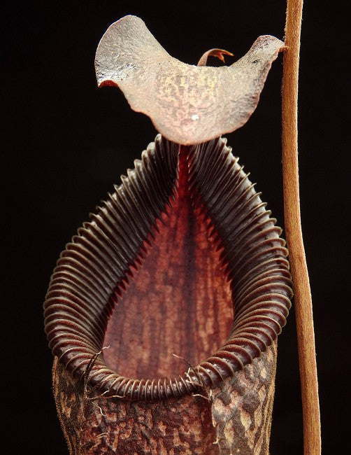 Nepenthes talangensis x hamata