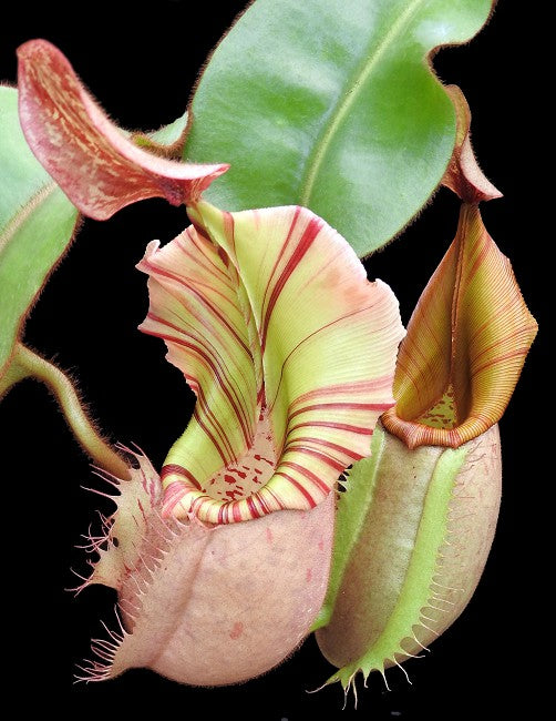 Nepenthes veitchii Bario Highland