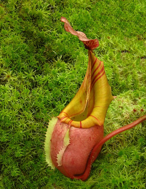 Nepenthes veitchii Bario Highland