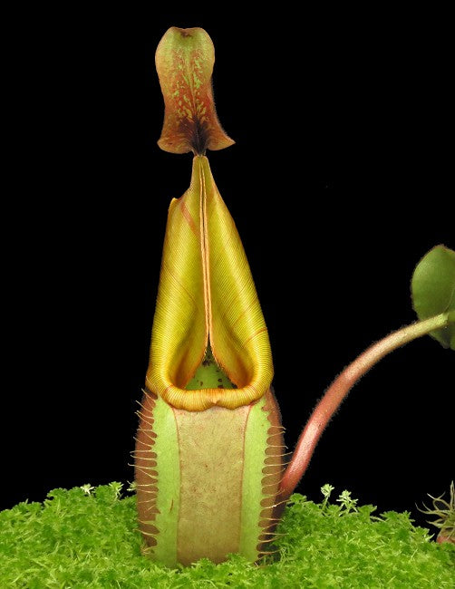 Nepenthes veitchii Bario Highland