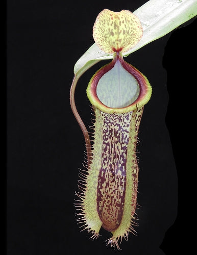 Nepenthes hamata x platychila