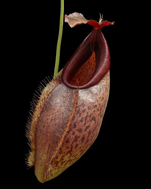 Nepenthes spathulata x aristilochioides