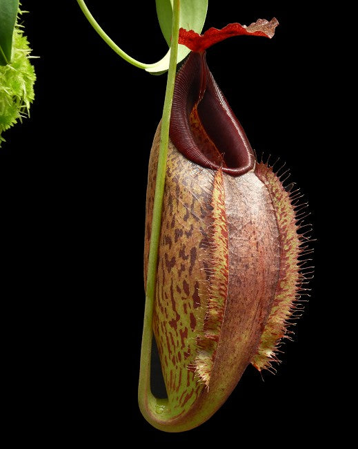 Nepenthes spathulata x aristilochioides