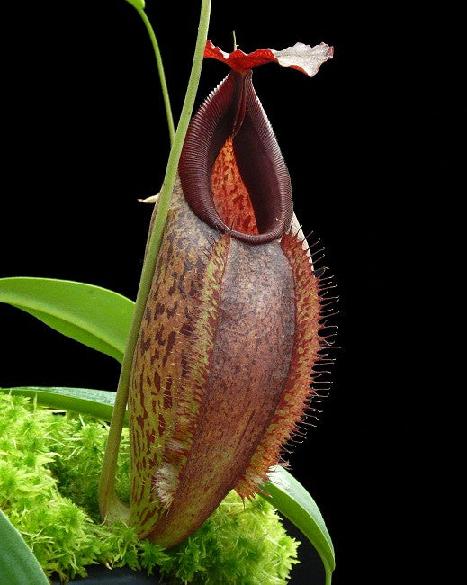 Nepenthes spathulata x aristilochioides