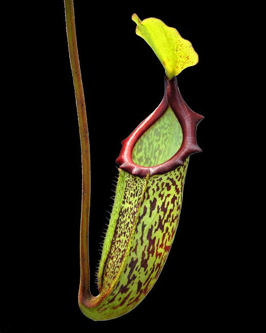 Nepenthes rajah x platychila