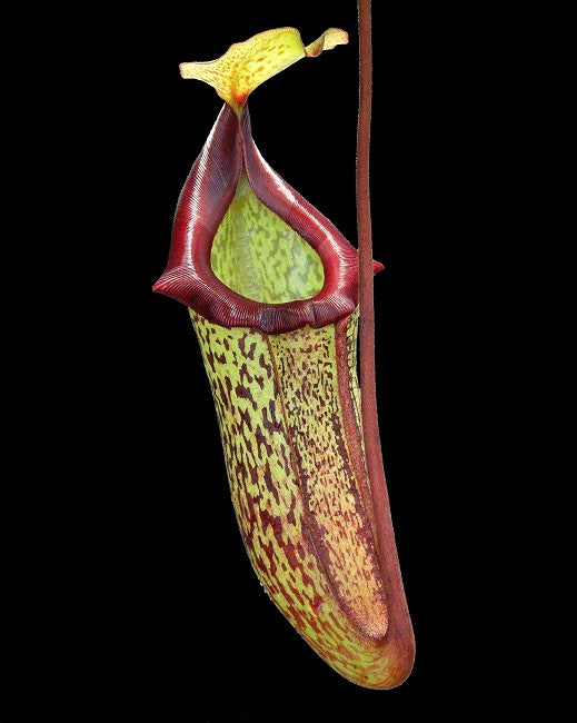 Nepenthes rajah x platychila