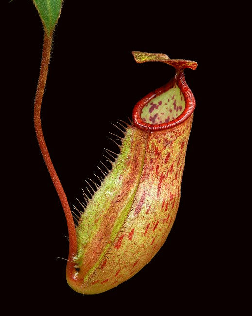 Nepenthes albomarginata x attenboroughii