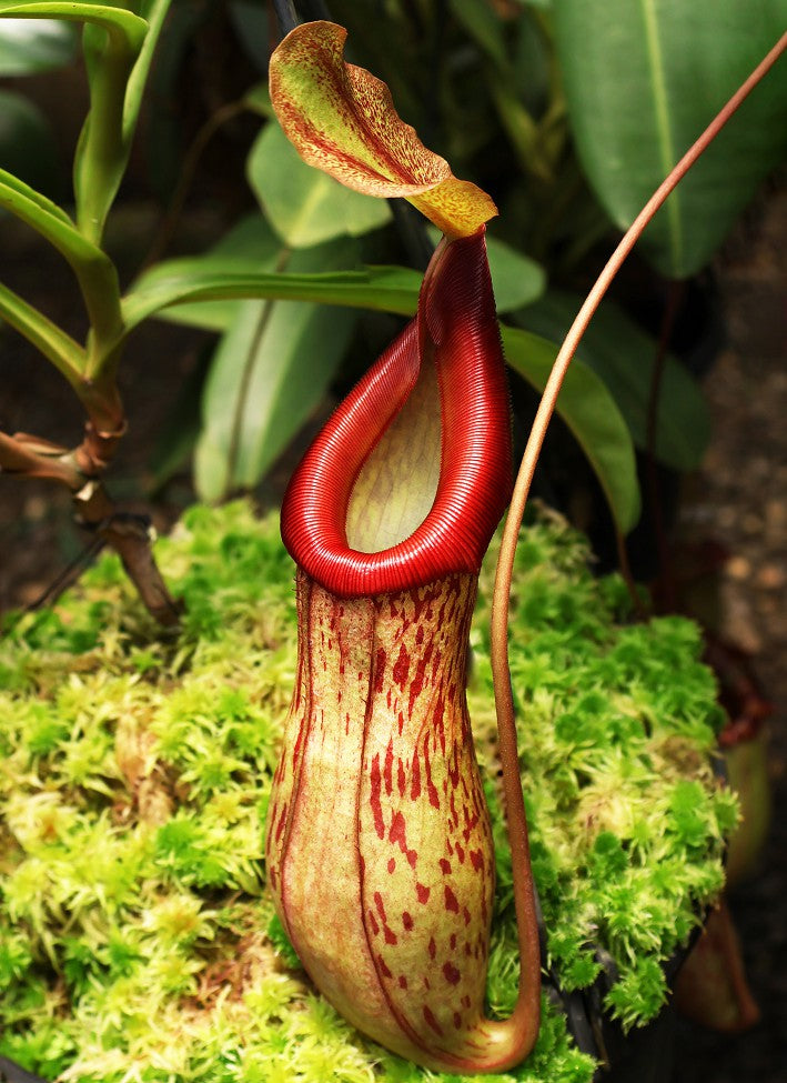 Nepenthes burkei x (burbidgeae x edwardsiana)