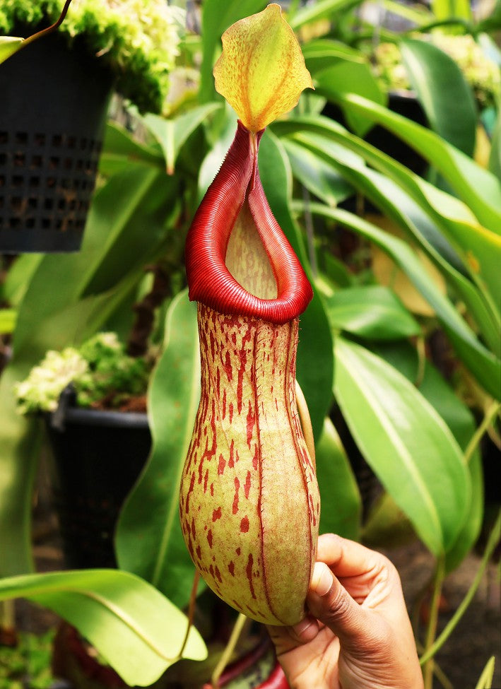 Nepenthes burkei x (burbidgeae x edwardsiana)