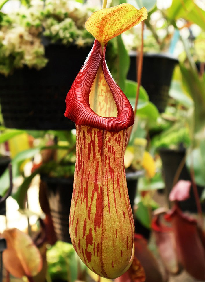 Nepenthes burkei x (burbidgeae x edwardsiana)