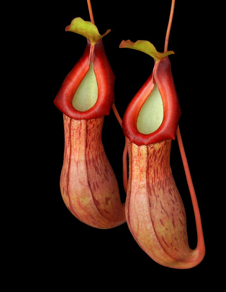 Nepenthes burkei x (burbidgeae x edwardsiana)