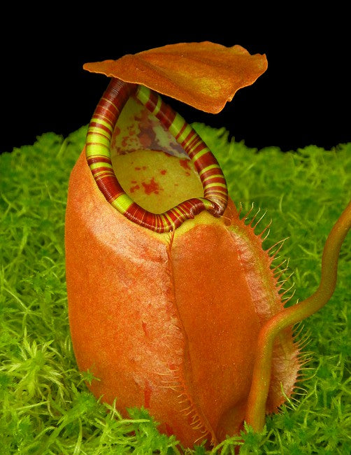 Nepenthes sumatrana