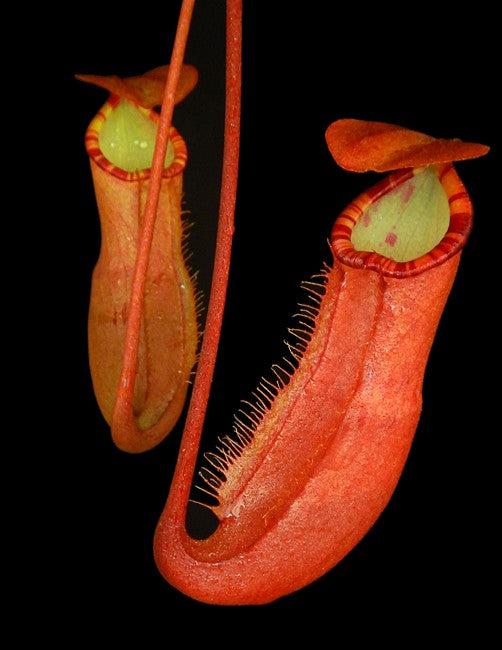 Nepenthes sumatrana