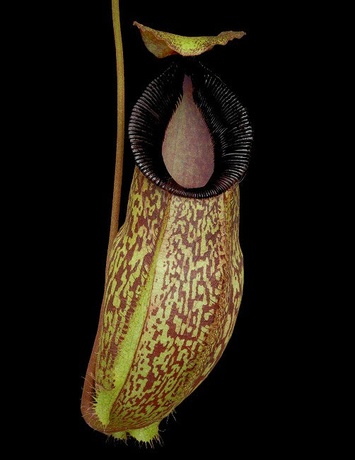 Nepenthes (aristolochioides x spectabilis) x hamata