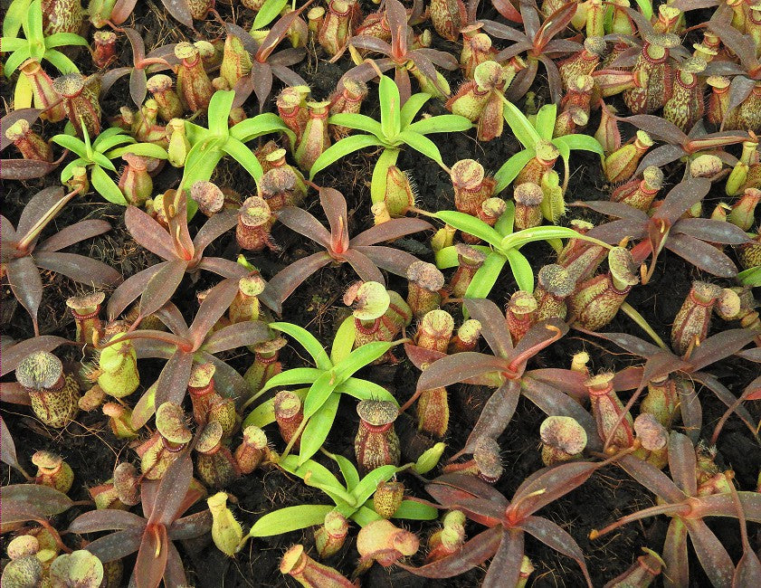 Nepenthes (aristolochioides x spectabilis) x hamata