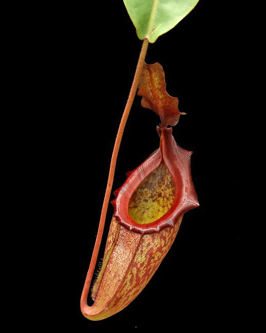 Nepenthes rajah x emyae