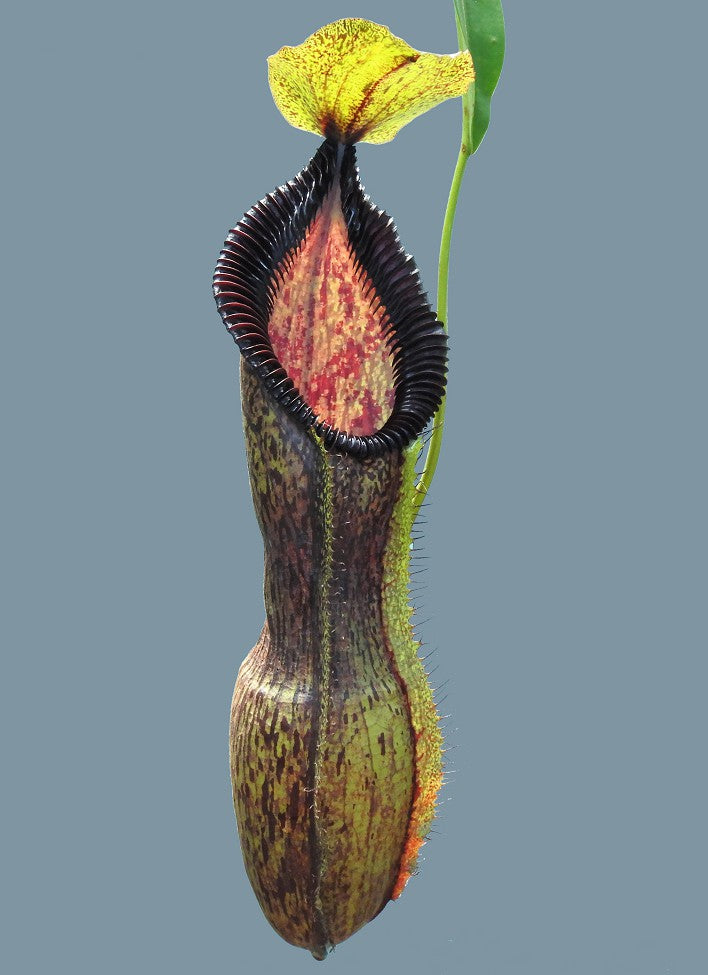 Nepenthes singalana x hamata