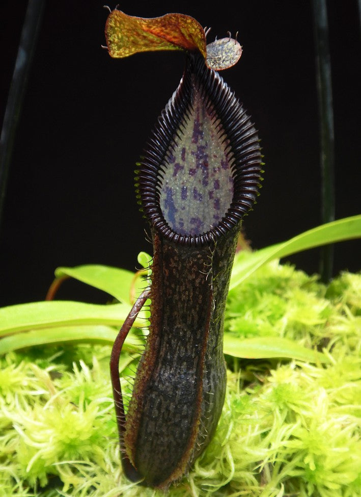 Nepenthes singalana x hamata